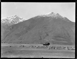 Sheep herding, Central Otago