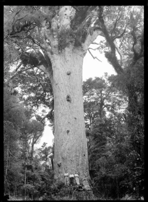 Tane Mahuta, giant Kauri tree, Waipoua Forest, Northland region, including three unidentified men standing near the roots
