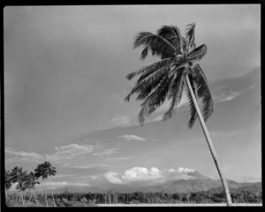 View from a beach over palm tree and forest beyond to the erupting volcano of Mount Bagana, Bougainville Island, North Solomon Island group
