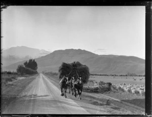 View of a farmer on a back road near Queenstown riding a hay covered horse drawn wagon with sheep flowing from a paddock alongside, Central Otago