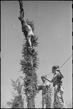 Linesmen using tree to carry signal lines as NZ Division advances in Atina, Belmonte area, Italy, World War II - Photograph taken by George Kaye