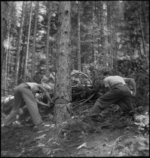 D Baynes and P Cavanagh, NZ Forestry Unit, felling a tree in southern Italy, World War II - Photograph taken by M D Elias
