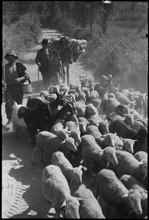 Refugees bringing their sheep back to their village as enemy retreats in the Atina area, Italy, World War II - Photograph taken by George Kaye