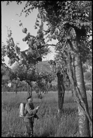 Italian farmer spraying grape vines close to the front line in Sora area, Italy, World War II - Photograph taken by George Kaye