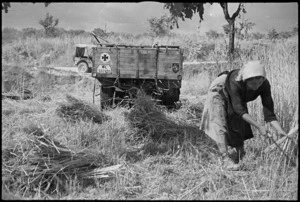 Italian peasant harvesting wheat beside wrecked German vehicle near Sora, Italy, World War II - Photograph taken by George Kaye