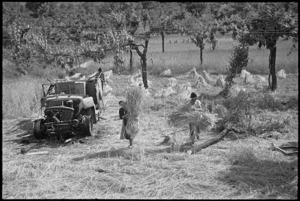 Italian peasants harvesting wheat beside wrecked German vehicle near Sora, Italy, World War II - Photograph taken by George Kaye