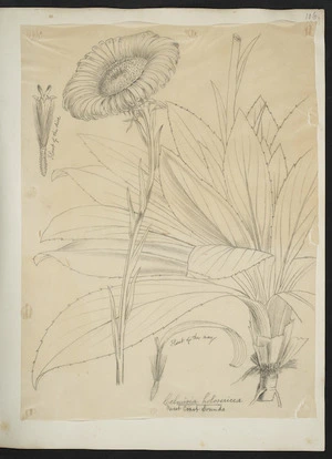 [Buchanan, John] 1819-1898 :Celmisia holosericea. West Coast Sounds. [1860s?]