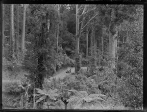 A Ford Prefect vehicle being driven through the Waipoua Kauri Forest, Northland