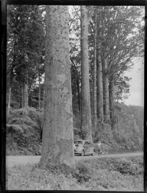 An unidentified woman standing next to a Ford two-door coupe car, Waipoua Kauri Forest, Northland