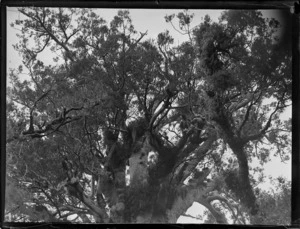 View of the top branches of the Kauri tree Tane Mahuta in the Waipoua Kauri Forest, Northland