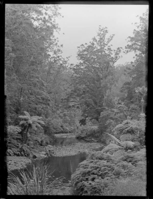 A view of the stream, native ferns and bush, at Waipoua Kauri Forest, Northland