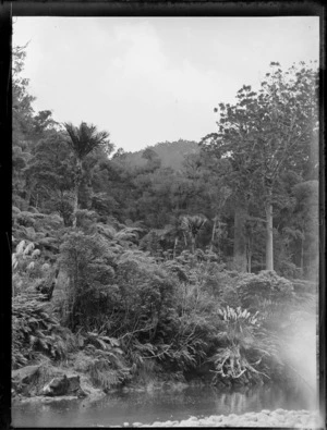 A view of native ferns and bush at Waipoua Kauri Forest, Northland, showing the Waipoua River in the foreground