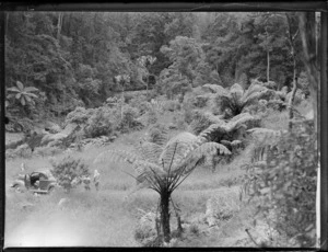 Two unidentified women standing behind a Ford two-door coupe car, surrounded by native ferns and trees, Waipoua Kauri Forest, Northland