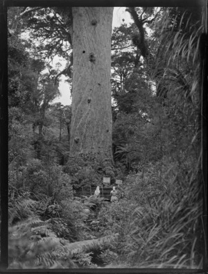 View of the bottom half of Tane Mahuta, a giant Kauri tree, including two unidentified women, Waipoua Kauri Forest, Northland