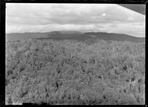 View of Rotorua native bush, Bay of Plenty Region