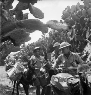 Soldiers of the 1st New Zealand Mule Pack Company, Tunisia