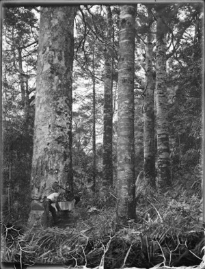 Two men sawing a kauri tree, Northland