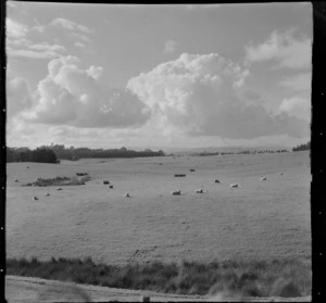 Rangiriri rural, view of farmland with sheep and trees beyond, Waikato Region