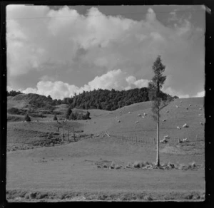 View of farmland hills with sheep and native forest beyond, Mahoenui district, Waikato Region