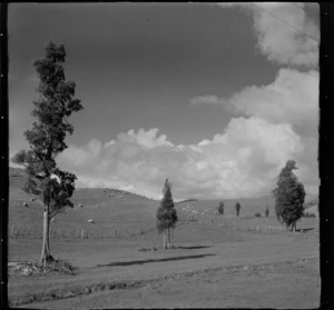 View of farmland hills with sheep and some tall trees, Mahoenui district, Waikato Region