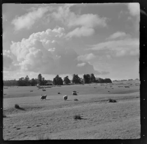 Rangiriri rural, view of farmland with sheep and trees beyond, Waikato Region