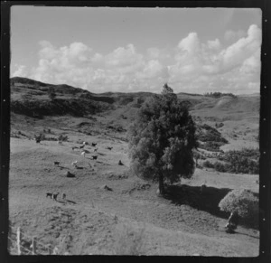 View of farmland hills with goats and a tall tree, Mahoenui district, Waikato Region