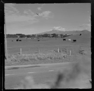 Rural scene, showing cattle in a paddock next to a road, with Mount Taranaki in distance, New Plymouth, Taranaki Region