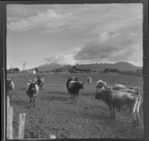Scene showing cattle in a paddock, with Mount Taranaki, partly obscured by cloud, in distance, New Plymouth, Taranaki Region