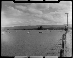 Sheep in field, Ahaura, West Coast Region