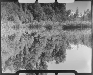 Lake Matheson, includes bush and flax plants, West Coast Region