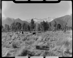 Cattle in field with Mt Tasman/Horo-Koau and Mt Cook/Aoraki in background, West Coast Region