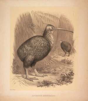 Forbes Co :Apteryx australis. Boston; Forbes Co. [Between 1880 and 1883].