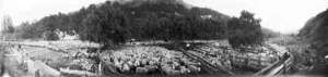Sheep in pens, for dipping, at Wairoa