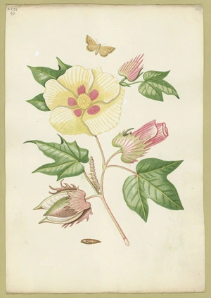 Abbot, John, 1751-1840 :Cotton caterpillar moth. [ca 1820]