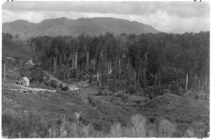 Kauri forest in the Peria district