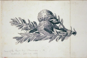 [Lister Family] :Cones of the kauri pine (Dammari - A) Auckland. Feb 28 1889
