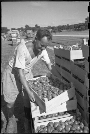 Locally grown tomatoes for World War 2 New Zealand soldiers in Italy