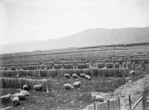 Bleaching and dying paddocks at Miranui flaxmills, showing racks of fibre