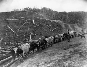 Bullock team hauling a log, de-forested land in background