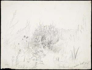 Atkinson, Louisa Marion, 1862-1956 :Garden in the gully. Mokoia, Feb[ruary] 10th 1885.