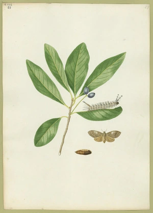 Abbot, John, 1751-1840 :Brown tussock [moth. Between 1816 and 1818]