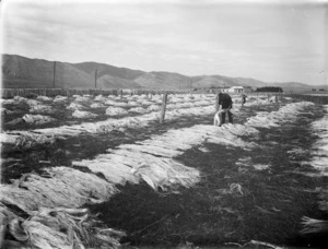 Flax fibre laid out in a paddock for drying and bleaching