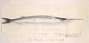 [Taylor, Richard], 1805-1873 :The heihe or guard fish. He heihe, the guard fish or takeke. F[amily] scomberoides? Iphias. [1840s]