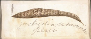 [Taylor, Richard], 1805-1873 :Gastrodia sesamoides pesci. [1840-1860].