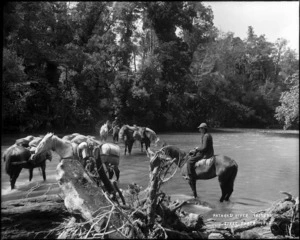 Packhorses, Patarau River, Taitapu