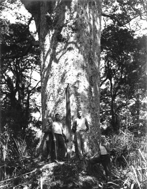 Four men and a cross cut saw, alongside the trunk of a kauri tree