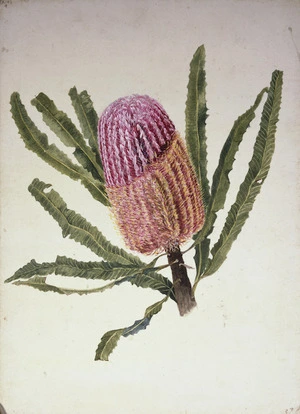Forster, Johann Georg Adam, 1754-1794 :Banksia. [1772?]