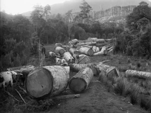 Kauri logs, Northland Region