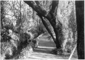 View of the garden, Vogel House, Lower Hutt