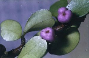 Photograph of fruit and leaves of Suttonia divaricata (Myrsine divaricata)